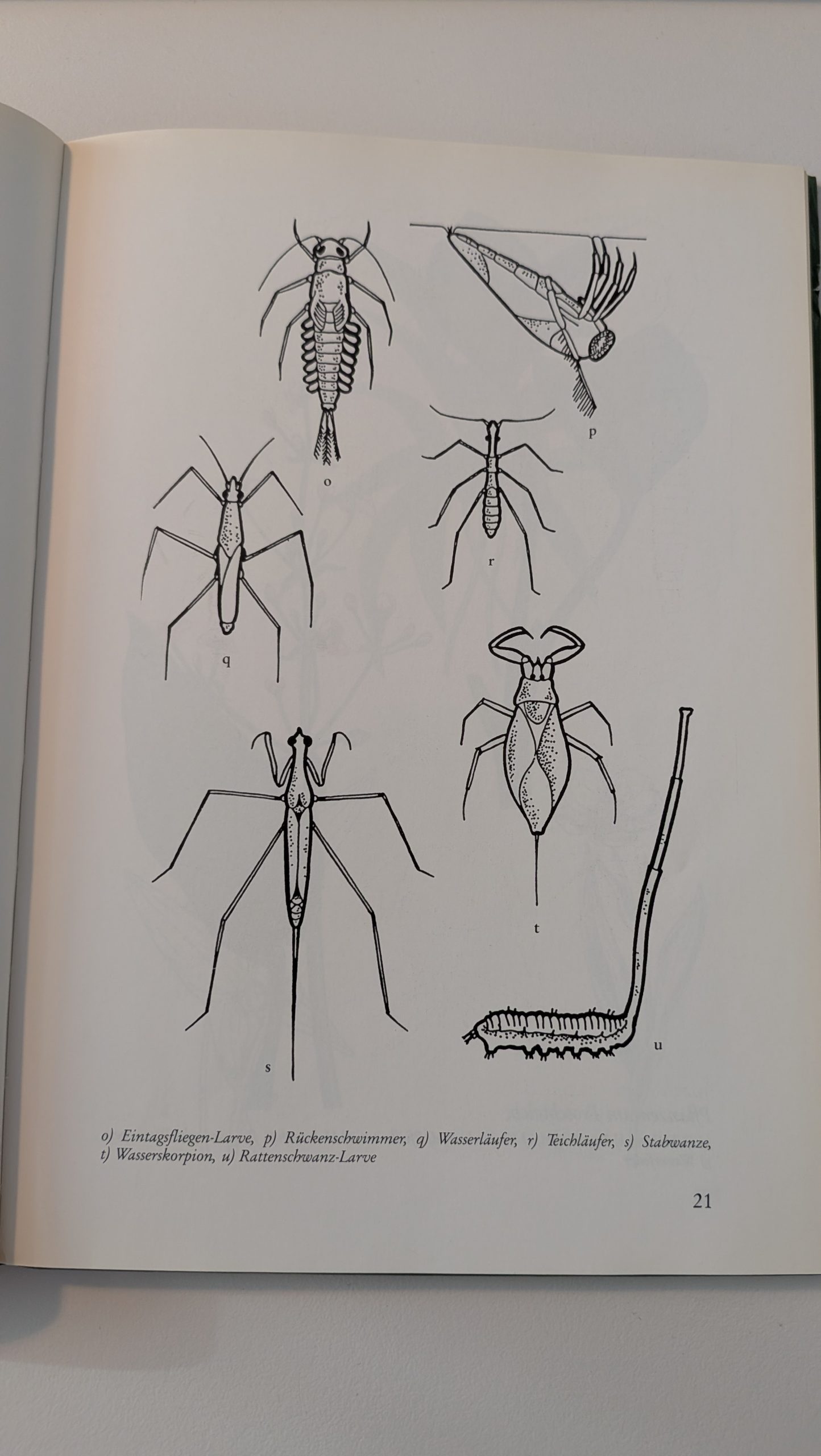 Quaak, wie mache ich mir den Frosch zum Nachbarn und Freund – Bild 4