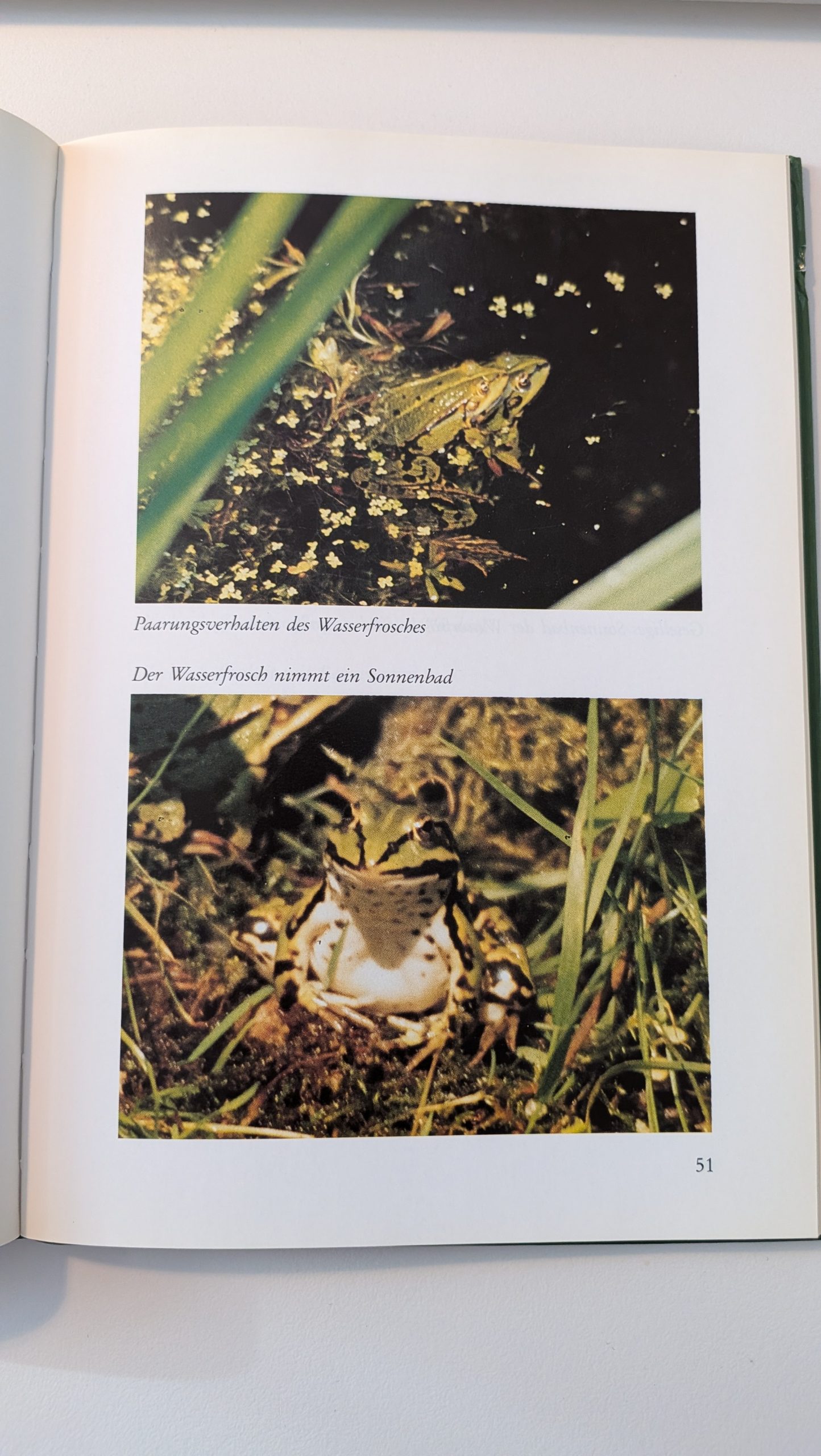 Quaak, wie mache ich mir den Frosch zum Nachbarn und Freund – Bild 3