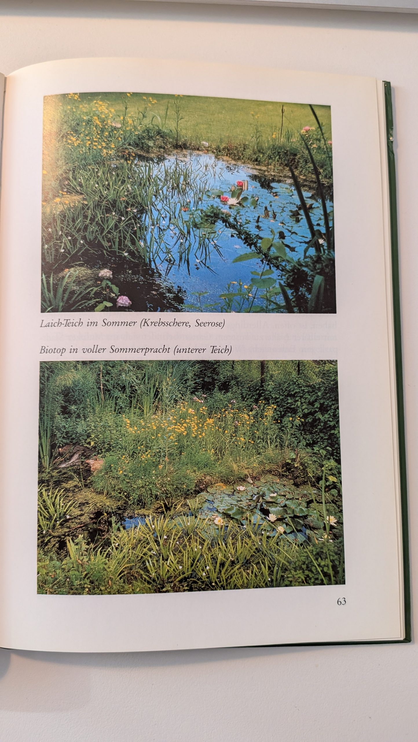 Quaak, wie mache ich mir den Frosch zum Nachbarn und Freund – Bild 5