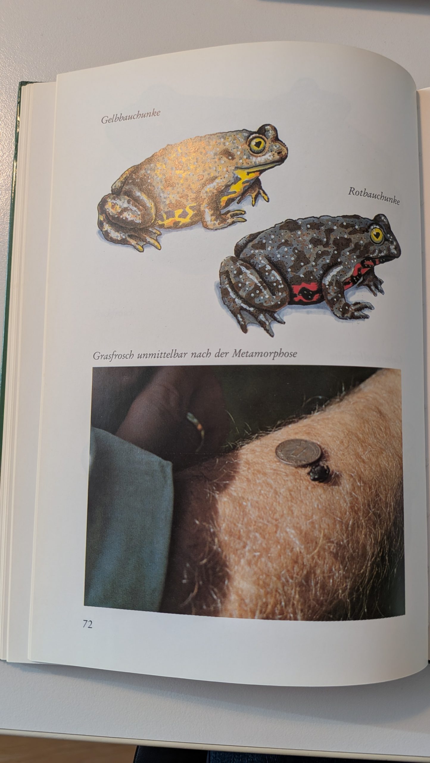 Quaak, wie mache ich mir den Frosch zum Nachbarn und Freund – Bild 6